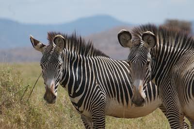 Grevy's zebra in Laikipia, Lewa